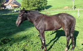 Serenite Et Nature Dans Une Ferme Equestre - Studio Familial