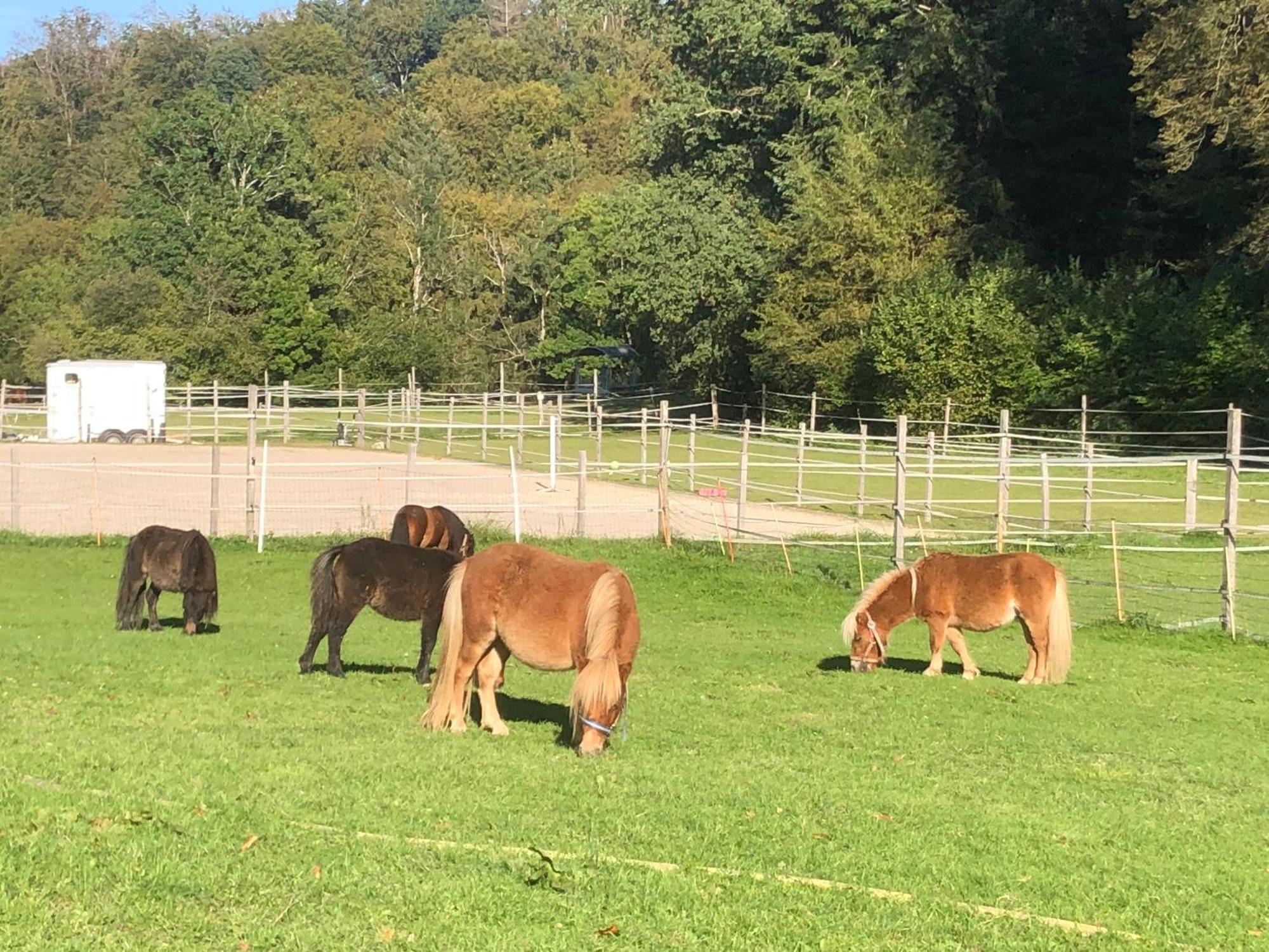 Serenite Et Nature Dans Une Ferme Equestre - Studio Familial Massonnens Extérieur photo