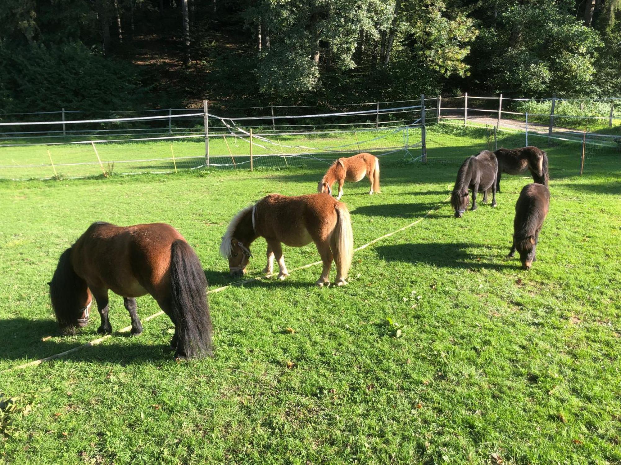 Serenite Et Nature Dans Une Ferme Equestre - Studio Familial Massonnens Extérieur photo