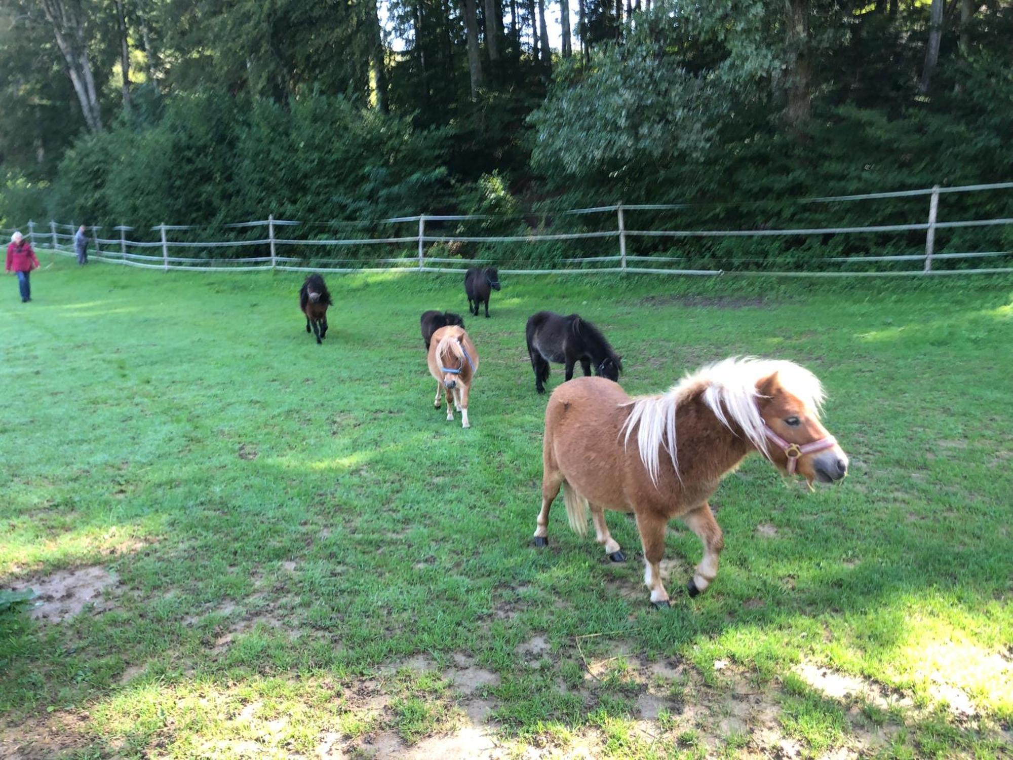 Serenite Et Nature Dans Une Ferme Equestre - Studio Familial Massonnens Extérieur photo