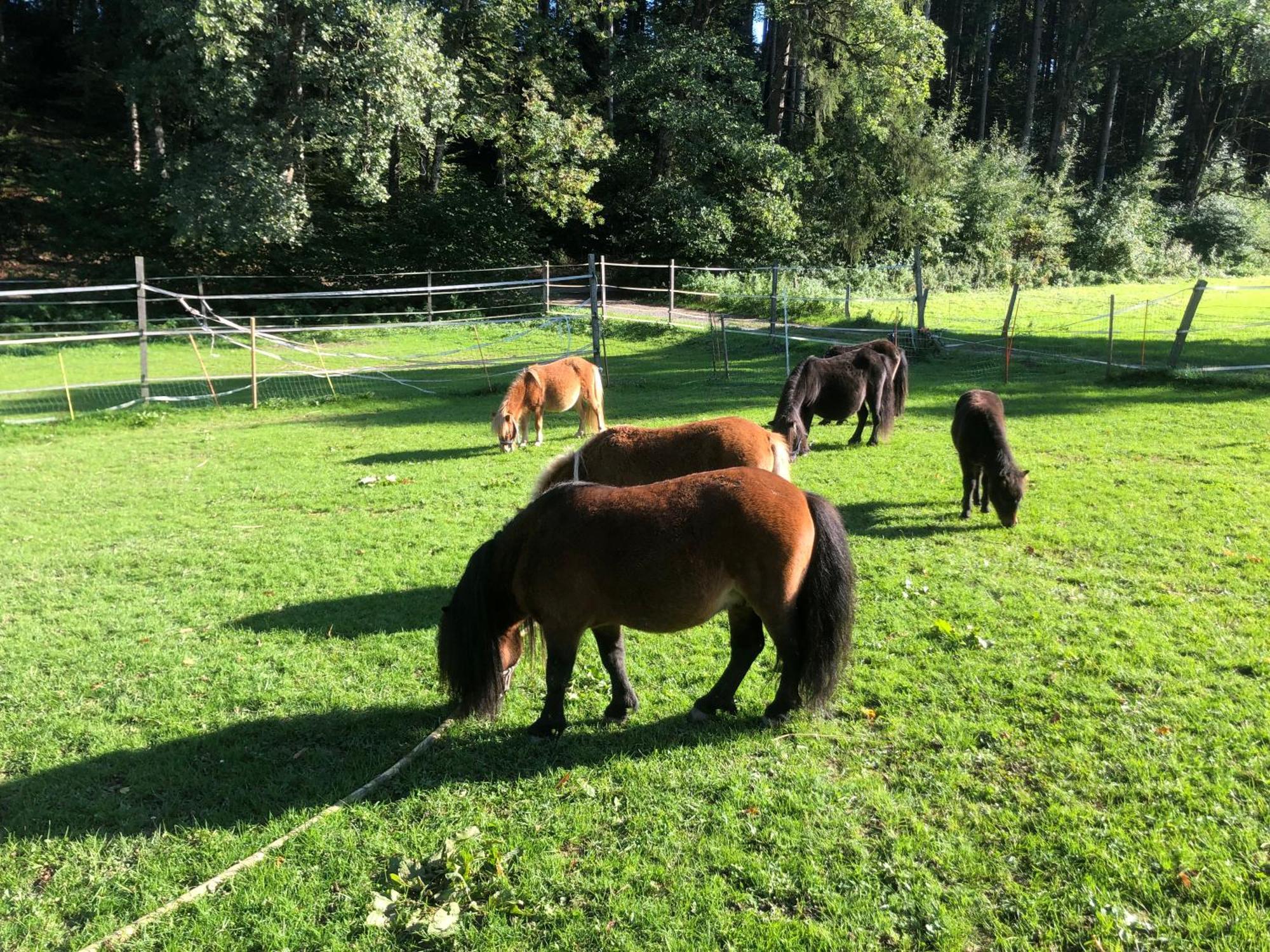 Serenite Et Nature Dans Une Ferme Equestre - Studio Familial Massonnens Extérieur photo