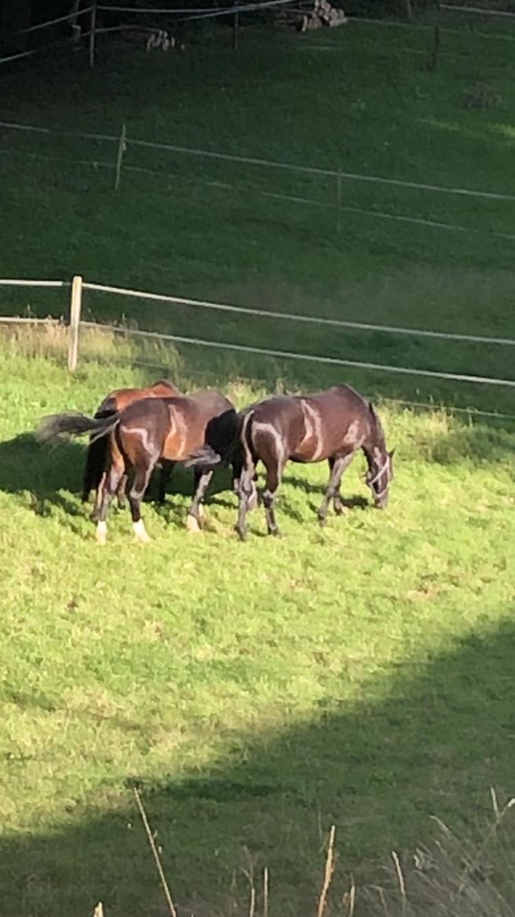 Serenite Et Nature Dans Une Ferme Equestre - Studio Familial Massonnens Extérieur photo