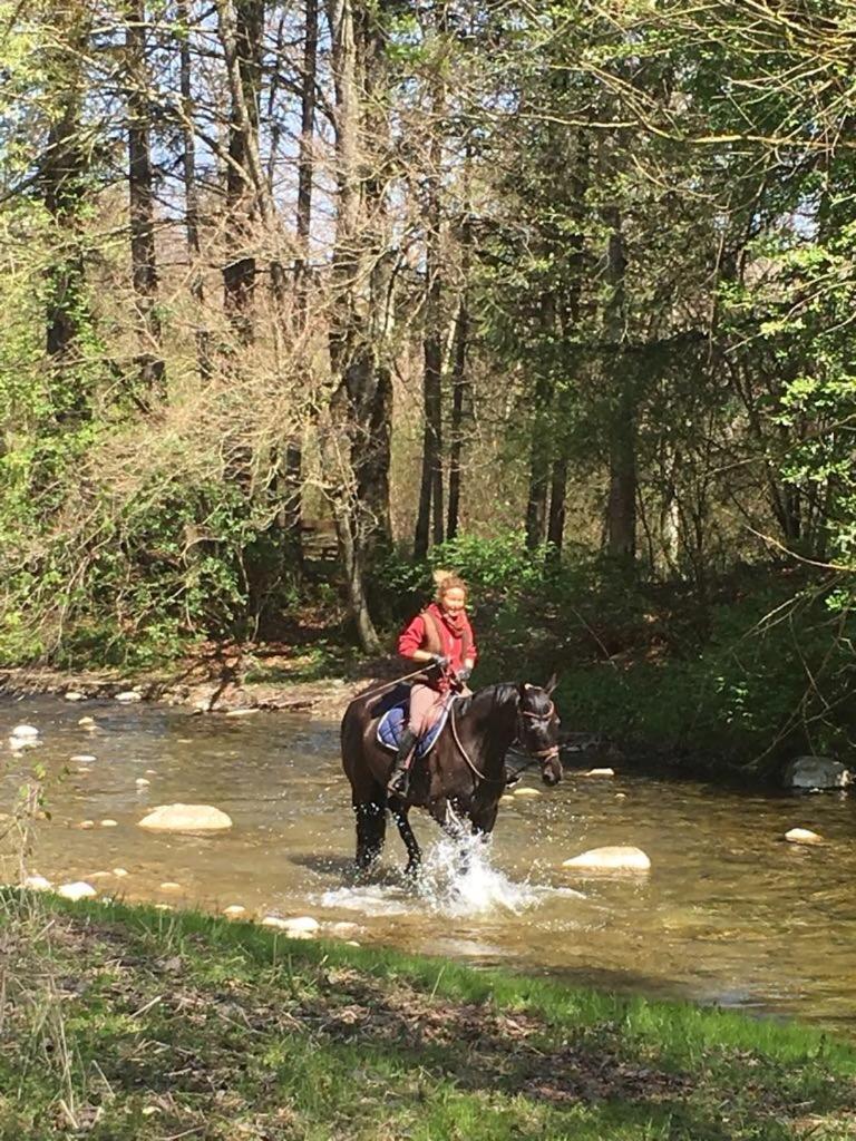 Serenite Et Nature Dans Une Ferme Equestre - Studio Familial Massonnens Extérieur photo